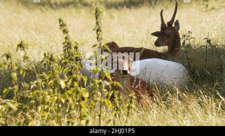 Damwild, der den Betrachter ansieht, auf einer Wiese liegend. In einem Rudel im Schatten eines Baumes Stockfoto