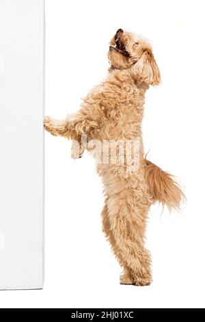 Studioaufnahme des Hundes, maltipoo goldene Farbe posiert isoliert auf weißem Hintergrund. Konzept von Schönheit, Rasse, Haustiere, Tierleben. Stockfoto