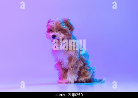 Portrait von niedlichen Hund, Maltipoo goldene Farbe sitzt auf dem Boden isoliert auf lila Farbe Hintergrund in Neonlicht. Konzept der Schönheit, Rasse, Haustiere, Tier Stockfoto