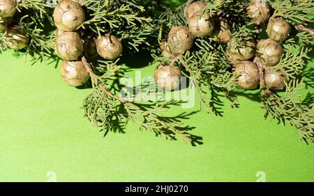 Kreatives Arrangement auf grünem Hintergrund. Weihnachtsbaum. Stockfoto