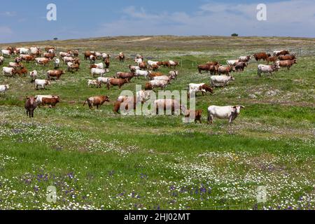 Rindvieh auf der Ranch Weideland, voll von wilden Blumen im Frühling, Castro Verde, Alentejo, Portugal Stockfoto