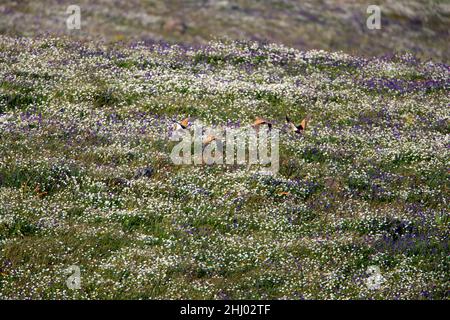 Schwarzbauchhuhn (Pterocles orientalis), der mit wilden Blumen über die Wiese fliegt Castro Verde Alentejo Portugal Stockfoto