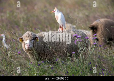 Cattle Egret, (Bubulcus ibis), im Zuchtgefieder, auf dem Rücken von Schafen auf der Suche nach Insekten zum Essen, Castro Verde, Alentejo, Portugal Stockfoto