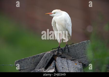 Rinderreiher, (Bubulcus ibis), auf einem Zaun gelegen, Alentejo, Portugal Stockfoto