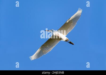 Rinderreiher, (Bubulcus ibis), im Flug, Alentejo, Portugal Stockfoto