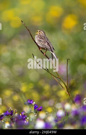 Corn Bunting, (Emberiza calandra), Gesang von Pflanzenstiel, Castro Verde, Alentejo, Portugal Stockfoto