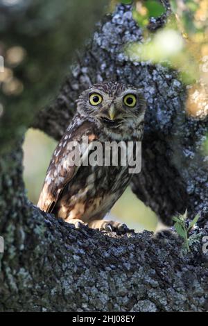 Kleine Eule, (Athene noctua), in einem Baum sitzend, Alentejo, Portugal Stockfoto