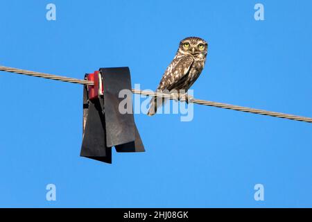 Kleine Eule, (Athene noctua), sitzend auf Stromkabel, neben großer Bustard Flugsicherung, Castro Verde, Alentejo, Portugal Stockfoto