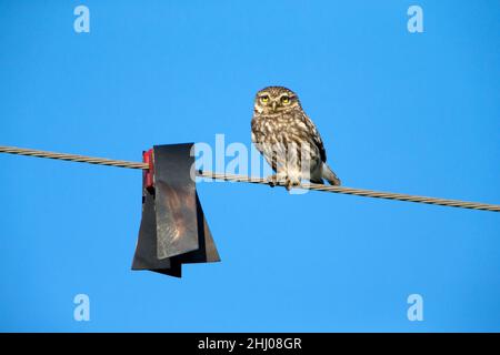 Kleine Eule, (Athene noctua), sitzend auf Stromkabel, neben großer Bustard Flugsicherung, Castro Verde, Alentejo, Portugal Stockfoto