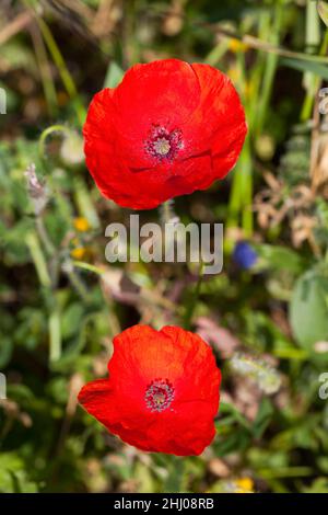 Langköpfiger Mohn, (Papaver dubium) Castro Verde, Alentejo, Portugal Stockfoto