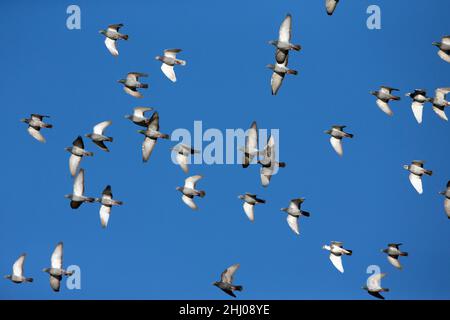 Inländische Tauben/Renn-Tauben, (Columbia sp.), Flock in Flight, Castro Verde, Alentejo Portugal Stockfoto