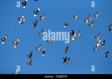 Inländische Tauben/Renn-Tauben, (Columbia sp.), Flock in Flight, Castro Verde, Alentejo Portugal Stockfoto