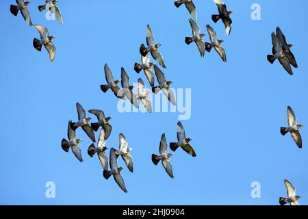 Inländische Tauben/Renn-Tauben, (Columbia sp.), Flock in Flight, Castro Verde, Alentejo Portugal Stockfoto