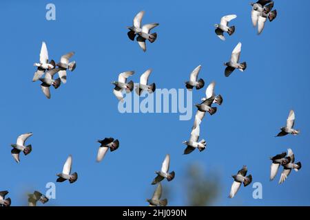 Inländische Tauben/Renn-Tauben, (Columbia sp.), Flock in Flight, Castro Verde, Alentejo Portugal Stockfoto