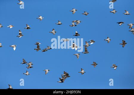 Inländische Tauben/Renn-Tauben, (Columbia sp.), Flock in Flight, Castro Verde, Alentejo Portugal Stockfoto