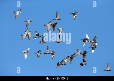 Inländische Tauben/Renn-Tauben, (Columbia sp.), Flock in Flight, Castro Verde, Alentejo Portugal Stockfoto