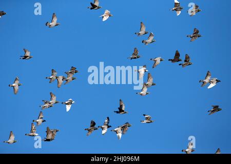 Inländische Tauben/Renn-Tauben, (Columbia sp.), Flock in Flight, Castro Verde, Alentejo Portugal Stockfoto