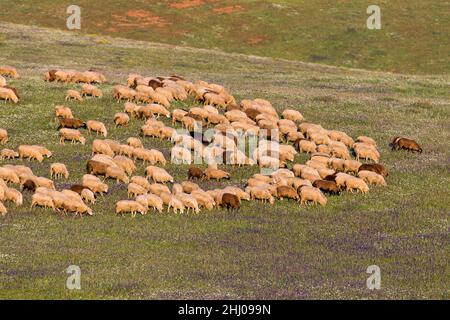 Schafschar, grasen im Nachmittagslicht, Castro Verde, Alentejo, Portugal Stockfoto