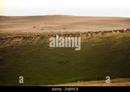 Schafschar, in offenem, hügeligen Land, am Nachmittag Hintergrundlicht, Castro Verde, Alentejo Portugal Stockfoto