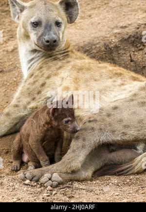 Hyena mit Welpen im Krüger National Park entdeckt Stockfoto