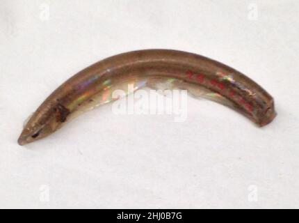 Fragment ca. 1150–ca. 1250 Europa oder Naher Osten. Fragment 694386 Stockfoto