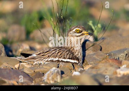 Steincurlew , (Burhinus oedicnemus), auf Nest sitzend, Castro Verde, Alentejo, Portugal Stockfoto