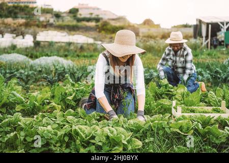 Bauern Menschen, die beim Aufnehmen von Salatpflanzen arbeiten - Konzentrieren Sie sich auf die Hände der linken Frau Stockfoto