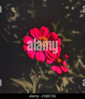 Nahaufnahme einer einzelnen roten Blume im Garten Stockfoto
