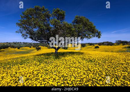 Wilde Blumen, Maiswurz, (Chrysanthemum segetum) Purple Viper's Bugloss, (Echium vulgare), Castro Verde, Alentejo, Portugal Stockfoto