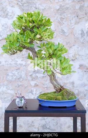 Euonymus europaeus bonsai Baum gegen eine Steinmauer Stockfoto