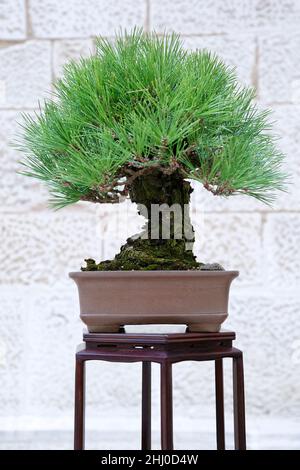 Pinus mugo Bonsai Baum gegen eine Steinmauer Stockfoto