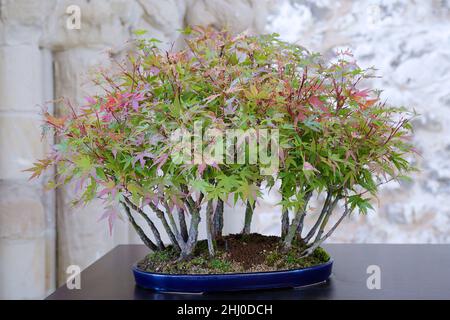 Acer palmatum arakawa Bonsai Baum gegen eine Steinmauer Stockfoto