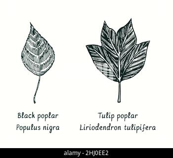 Blätter der schwarzen Pappel (Populus nigra) und der Tulpenpappel (Liriodendron tulipifera). Tusche schwarz-weiße Doodle Zeichnung im Holzschnitt-Stil. Stockfoto