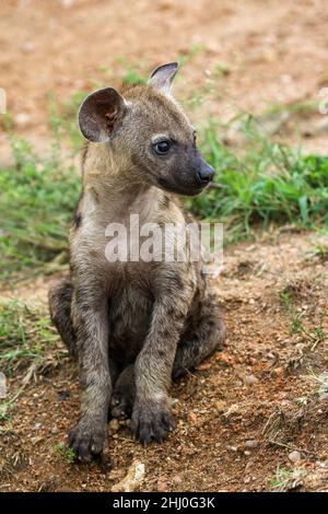 Die junge Frau hat Hyena im Krüger-Nationalpark entdeckt Stockfoto