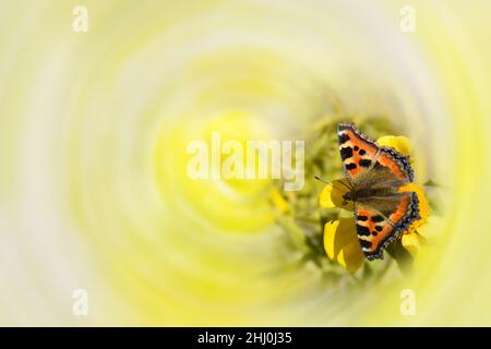 Schöner gelber und schwarzer Schmetterling, der auf Ringelblume sitzt. Stockfoto