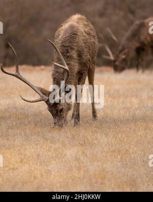 Wilder Sambar-Hirsch oder Rusa unicolor in Nahaufnahme oder Porträt mit langen Geweihen, die im Sommer im ranthambore National Park Forest trockenes Gras weiden Stockfoto