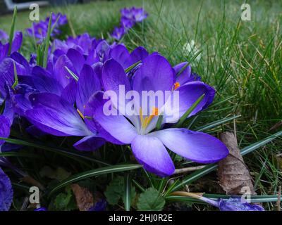 Mehrere voll offene, blühende, violette Blüten des Krokus, mit Gras im Hintergrund, in den Farben grün, lila, gelb Stockfoto