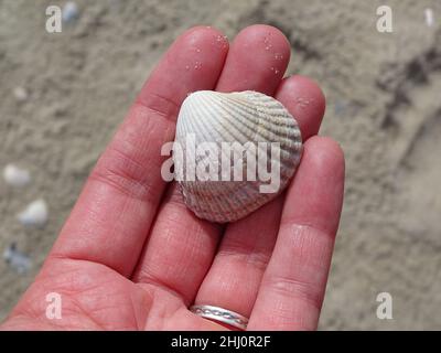 Eine weiße Herzmuschel (Cerastoderma edule) auf einer Hand mit dem Strand an der Nordsee im Hintergrund, texel niederlande Stockfoto