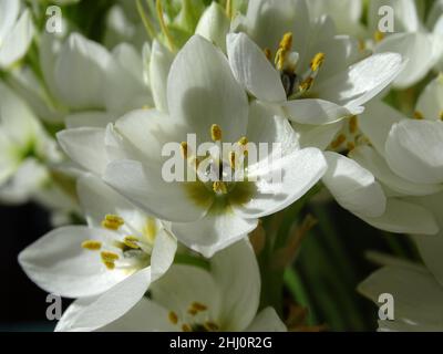 Nahaufnahme der weißen Blüten des Ornithogalum thyrsoides, mit Sonnenlicht auf den Blütenblättern Stockfoto