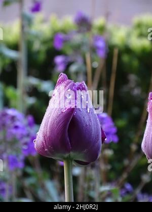 Nahaufnahme einer lila Tulpe mit Regentropfen auf den Blütenblättern, verschwommener grüner und violetter Hintergrund, Farben braun, lila und grün Stockfoto