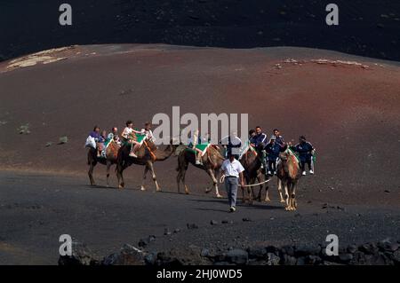 Kamel-Safari im Nationalpark Timanfaya, Orzola, Lanzarote, Kanarische Inseln, Spanien Stockfoto