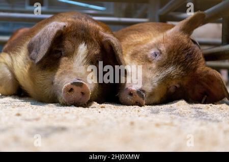 Schweine schlafen auf einem Sägemehl-Boden in einem Bauernschuppen. Cumbria, Großbritannien. Stockfoto