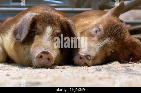 Schweine schlafen auf einem Sägemehl-Boden in einem Bauernschuppen. Cumbria, Großbritannien. Stockfoto