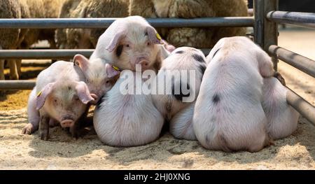 Schweine schlafen auf einem Sägemehl-Boden in einem Bauernschuppen. Cumbria, Großbritannien. Stockfoto