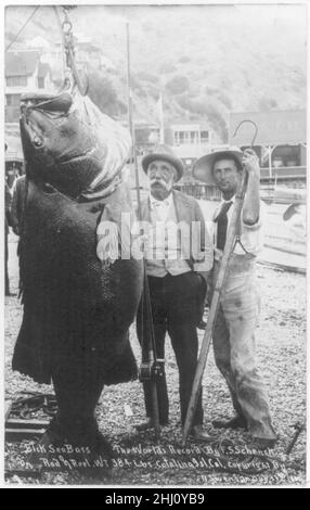 Black Sea Bass - der Weltrekord von F.S. Schenck auf Stange und Rolle. Gewicht 384 lbs. Catalina Island, California, USA Stockfoto