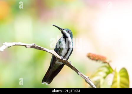 Nahaufnahme eines weiblichen Schwarzkehlchen-Mango-Kolibris, Anthracothorax nigricollis, in der Natur mit einem farbenfrohen pastellfarbenen, unscharfen Hintergrund. Stockfoto