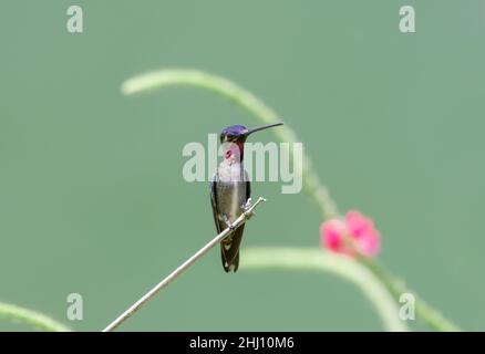 Der farbenfrohe und glitzernde Langschnabel-Kolibri Heliomaster longirostris, der auf einem Zweig mit weichem grünem Hintergrund und rosa Blüten starkelt Stockfoto