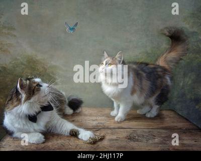 Zwei niedliche Katzen fangen einen Schmetterling Stockfoto