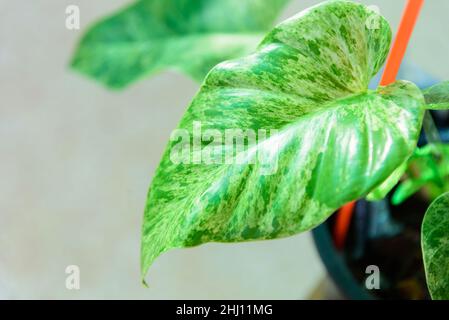 Nahaufnahme von Philodendron giganteum variegated Stockfoto