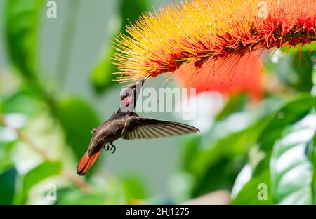 Leuchtend rot und Gold Ruby Topaz Kolibri, Chrysolampis mosquitus, füttert sich in einem Garten mit einer tropischen Combretum-Blume (Monkey Brush). Stockfoto
